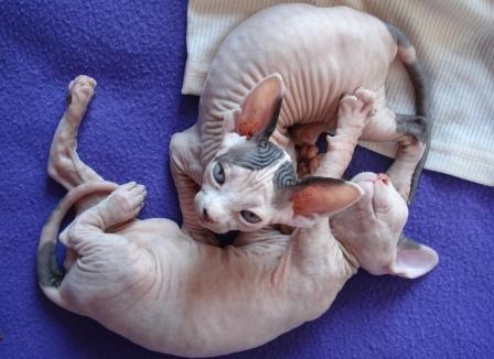 Sphynx male and Female kitten available