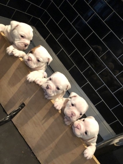 12 Weeks old English Bulldog Puppies! 512-384-6924